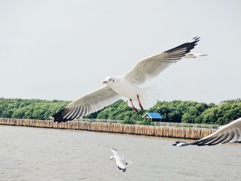 Seagulls flying against the sky