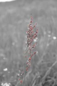 Close-up of flowers against blurred background