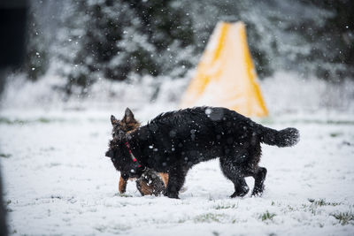 Dog on snow during winter