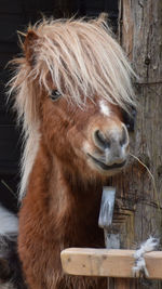 Close-up of a horse