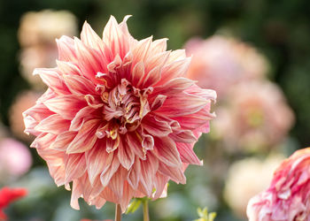 Close-up of pink dahlia flower in park