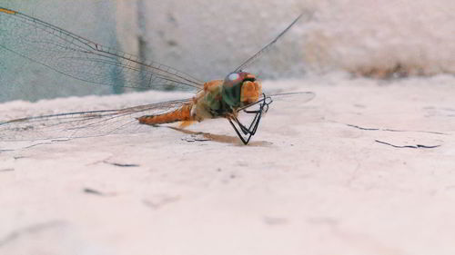 Close-up of insect on wall