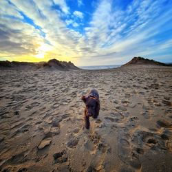 Dog on beach