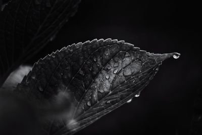 Close-up of dry leaf against black background