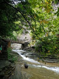 River flowing amidst trees in forest