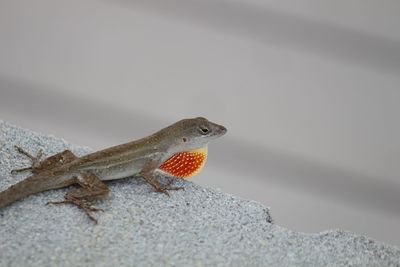 Close-up of lizard on rock