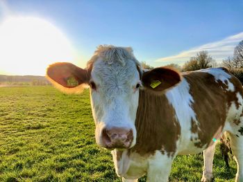 Portrait of a cow on field