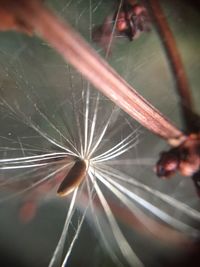 Close-up of plant against blurred background