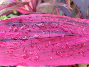 Close-up of raindrops on pink petals