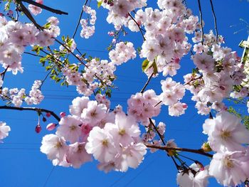 Low angle view of cherry blossoms against blue sky