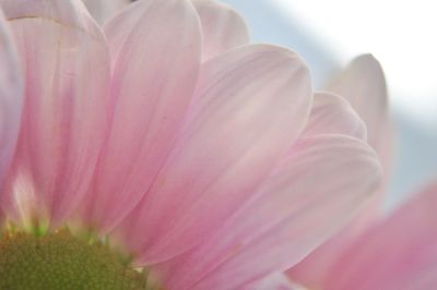 Close-up of pink flower blooming outdoors