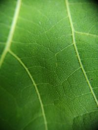 Macro shot of leaf