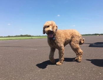 Portrait of dog against sky