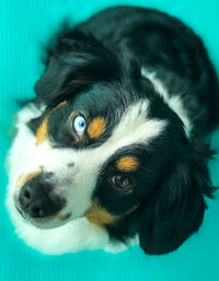 Close-up portrait of dog