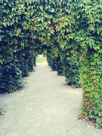 Plants amidst trees