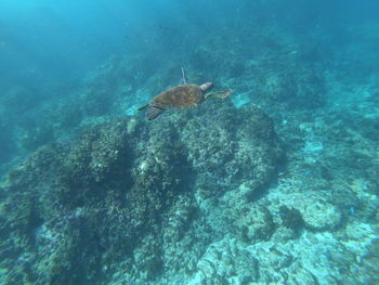 High angle view of turtle in sea