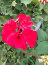 Close-up of pink flowers