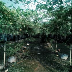 Full frame shot of wet trees against sky