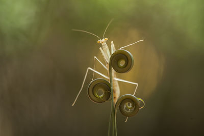 All about close up mantis photography