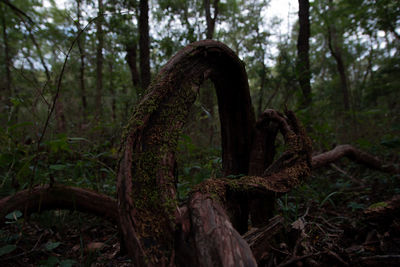 Close-up of tree trunk in forest