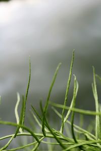 Close-up of fresh green plant