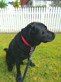 Close-up of dog looking away