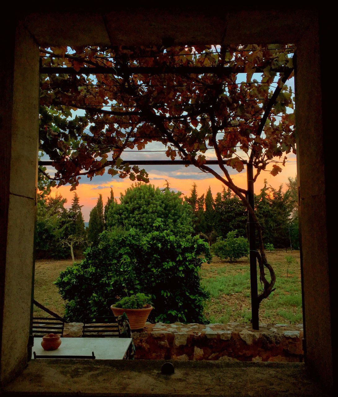 TREES GROWING IN PARK BY WINDOW