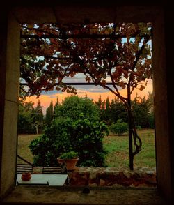 Trees growing at park seen through window