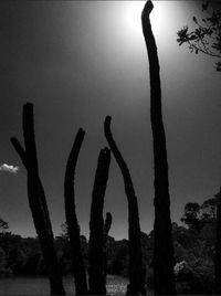 Trees against sky at sunset