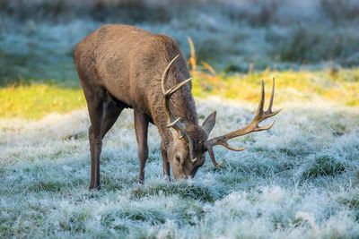 Close-up of deer standing in grass