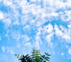 Low angle view of flowering plant against blue sky