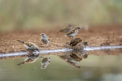 Duck drinking water