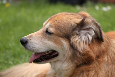 Close-up of dog looking away