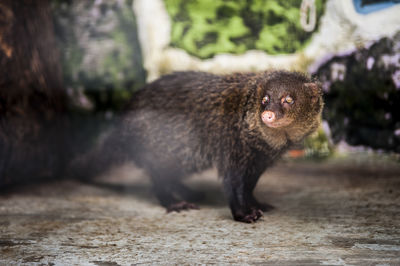 Close-up of mongoose