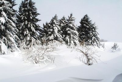 Trees on snow covered landscape against sky