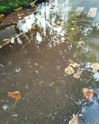 High angle view of leaves floating on water