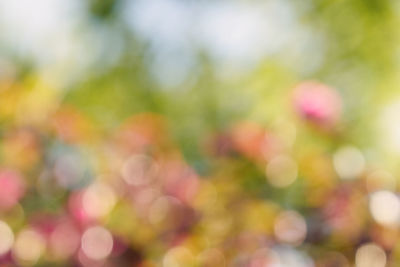 Defocused image of plants