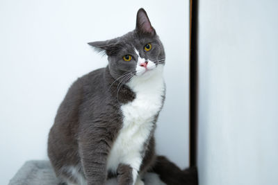 Close-up of cat looking away