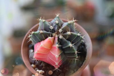Close-up of cactus