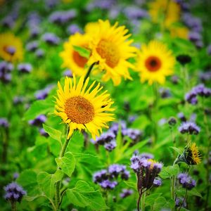 Close-up of yellow flowers blooming outdoors