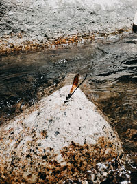 High angle view of bird on rock by sea