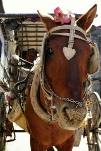 Close-up of cropped horse