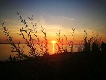 Silhouette plants against sky during sunset