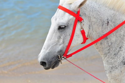 Close-up of a horse