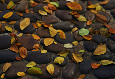 Full frame shot of autumn leaves