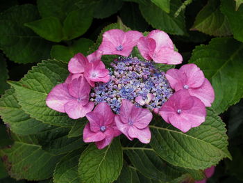 Close-up of pink hydrangea on plant