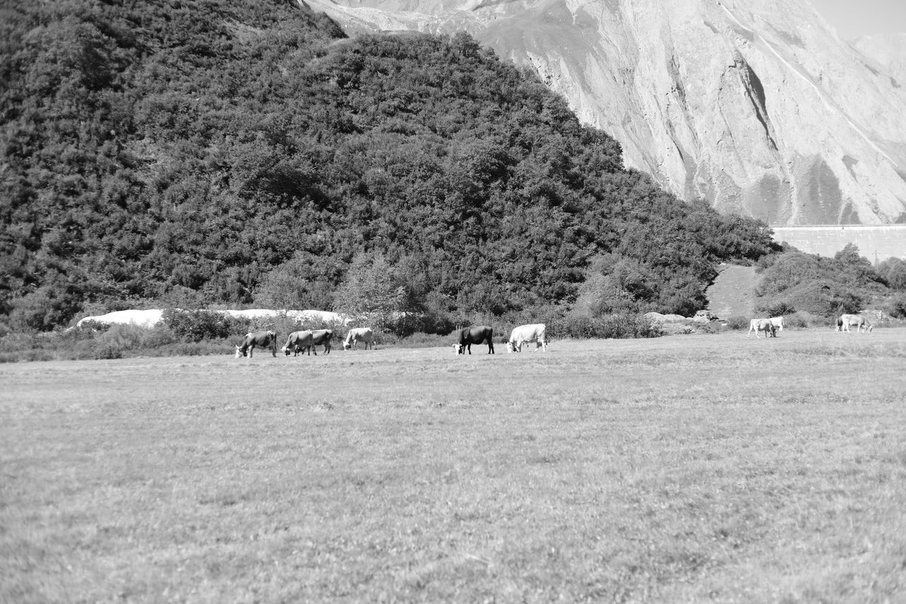 FLOCK OF SHEEP GRAZING IN FIELD