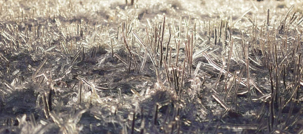 Full frame shot of frozen plants on field