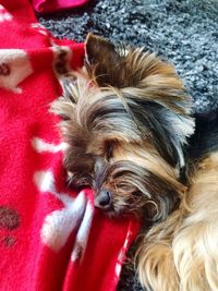 Close-up of dog relaxing on red floor