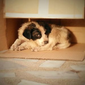 Dog resting on tiled floor